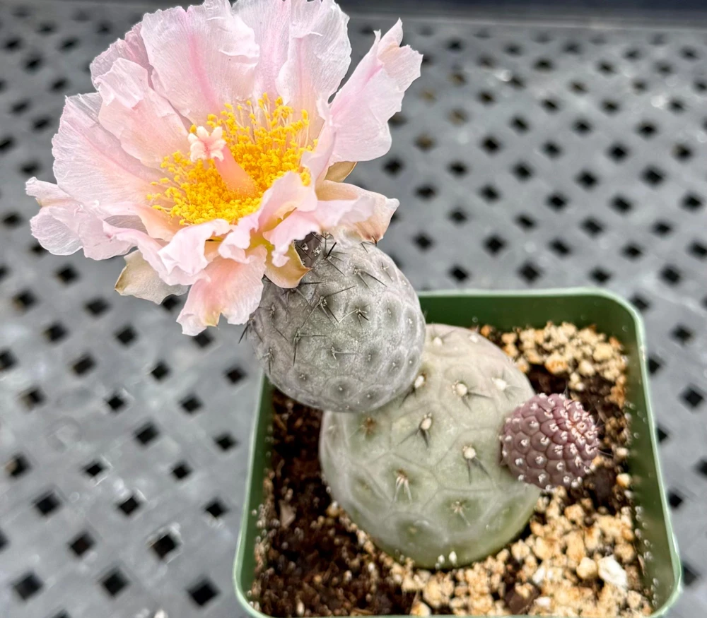 Tephrocactus Geometricus Live Plant - Rare Geometric Cactus in 2.5-4 inch Pot - Image 6
