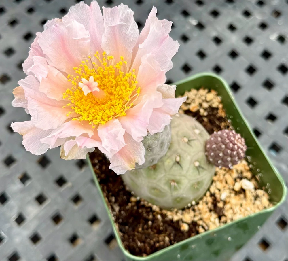 Tephrocactus Geometricus Live Plant - Rare Geometric Cactus in 2.5-4 inch Pot - Image 7