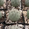 Tephrocactus Geometricus Live Plant - Rare Geometric Cactus in 2.5-4 inch Pot - Image 1