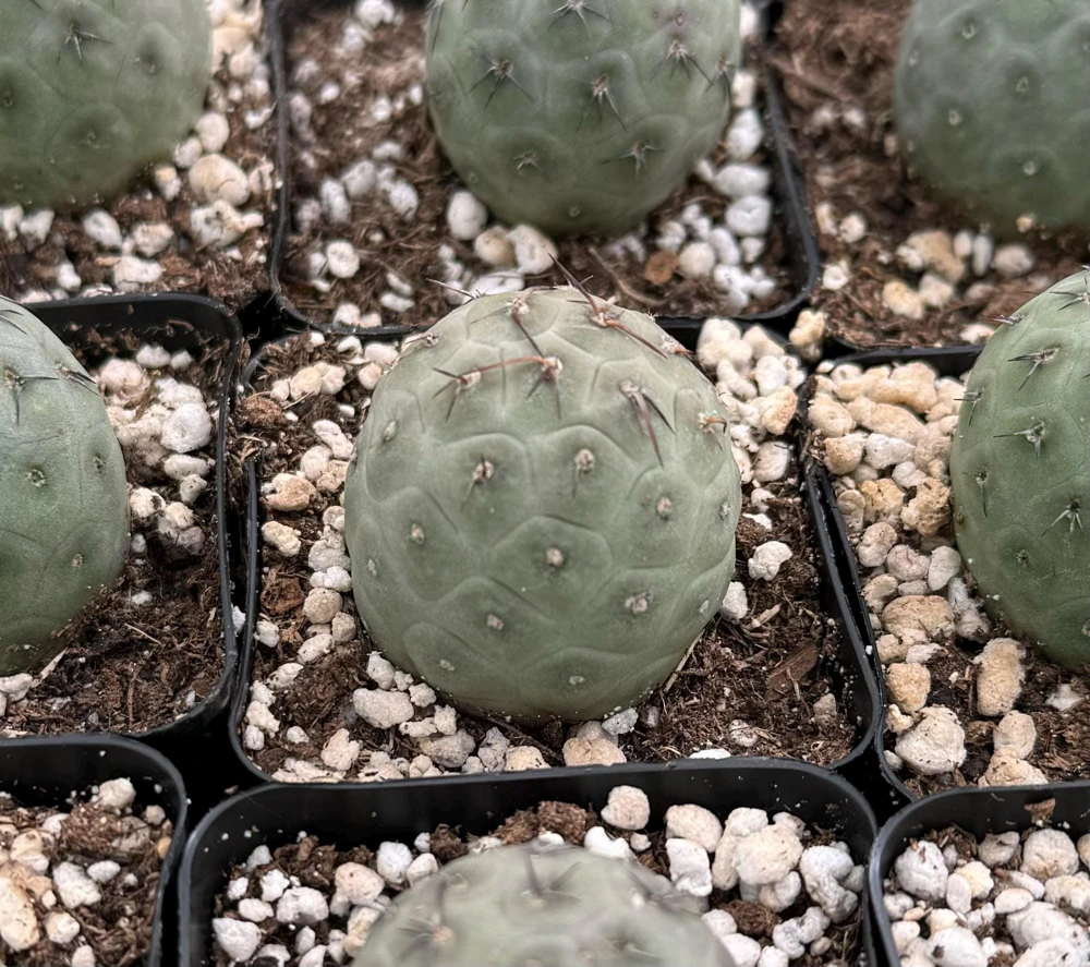 Tephrocactus Geometricus Live Plant - Rare Geometric Cactus in 2.5-4 inch Pot - Image 1