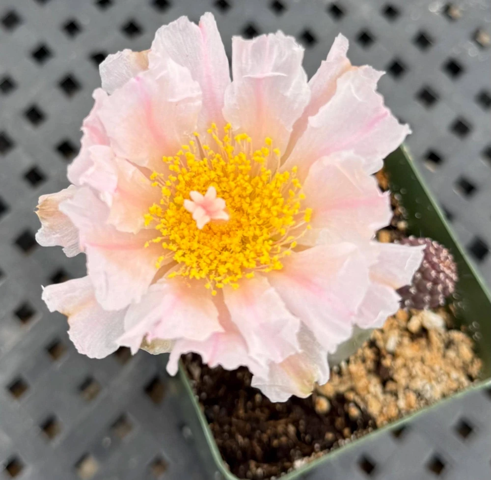 Tephrocactus Geometricus Live Plant - Rare Geometric Cactus in 2.5-4 inch Pot - Image 8