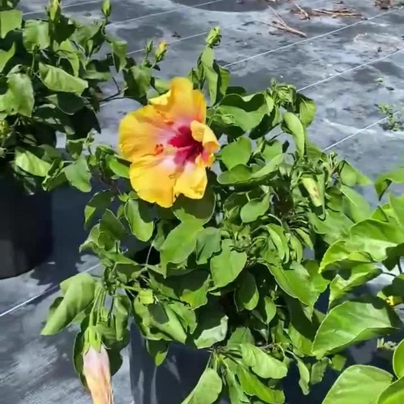 Tequila Hibiscus Live Plant – 6 Inch Pot – Tropical Flowering Shrub – Outdoor Garden & Patio - Image 2