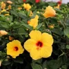 Tequila Hibiscus Live Plant – 6 Inch Pot – Tropical Flowering Shrub – Outdoor Garden & Patio - Image 1