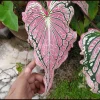 Thai Beauty Caladium Bulbs - Vibrant Pink & Green Foliage - Indoor/Outdoor - Image 1