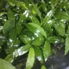 Thai Ginger Live Plant - Galangal Starter, 4 inch Pot, Edible Culinary Herb - Image 1
