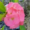 Thai Pink Crown of Thorns Live Plant – Euphorbia – 7 to 12" Tall – Indoor & Outdoor - Image 1
