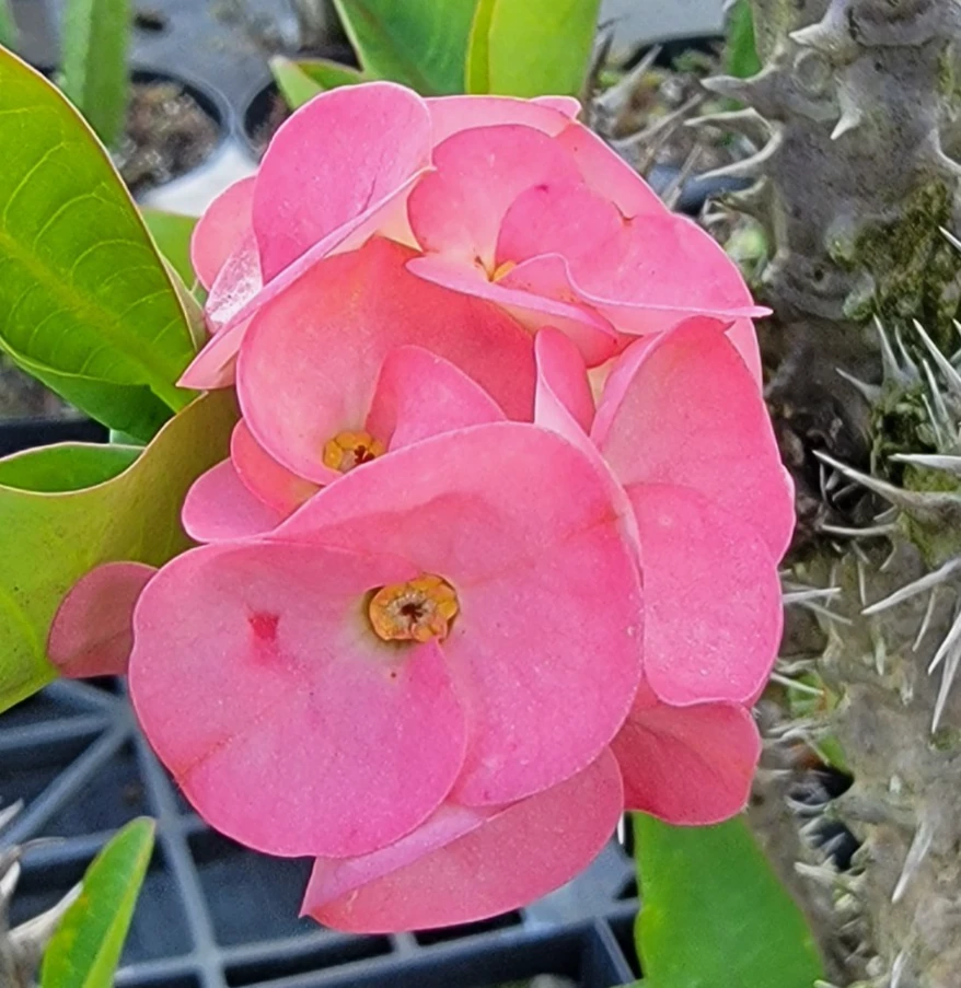 Thai Pink Crown of Thorns Live Plant – Euphorbia – 7 to 12" Tall – Indoor & Outdoor - Image 1