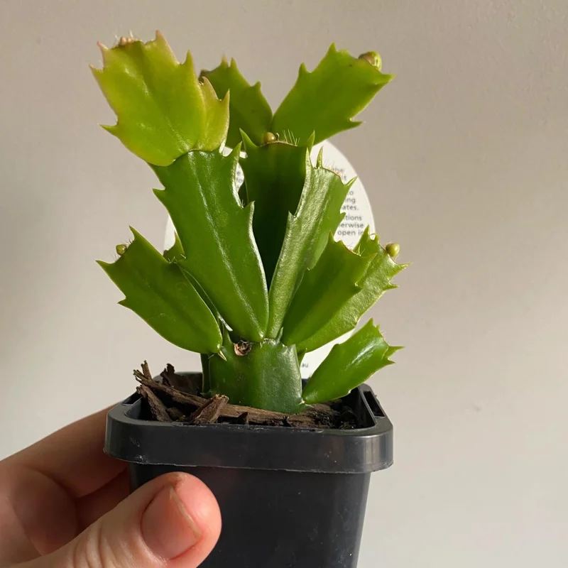 Thanksgiving Christmas Cactus 'Exotic Dancer' Live Plant – 3 inch Starter – No Pot - Image 2