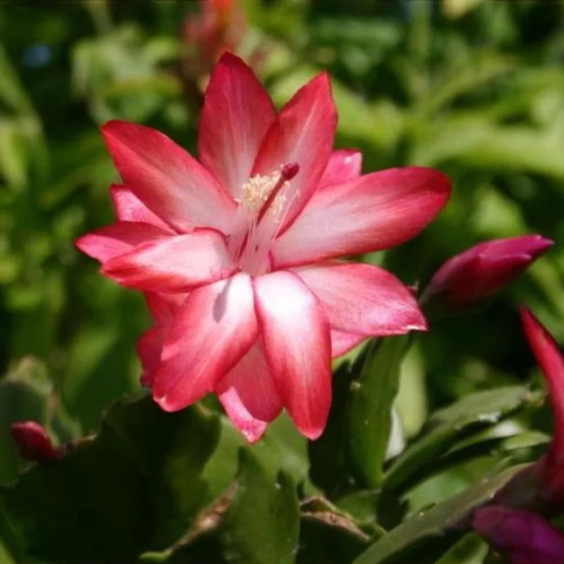 Thanksgiving Christmas Cactus 'Exotic Dancer' Live Plant – 3 inch Starter – No Pot - Image 1