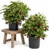 Thornless Navaho Blackberry Live Plants - Set of 2 Starters, 4-8 Inch Tall, Outdoor - Image 1