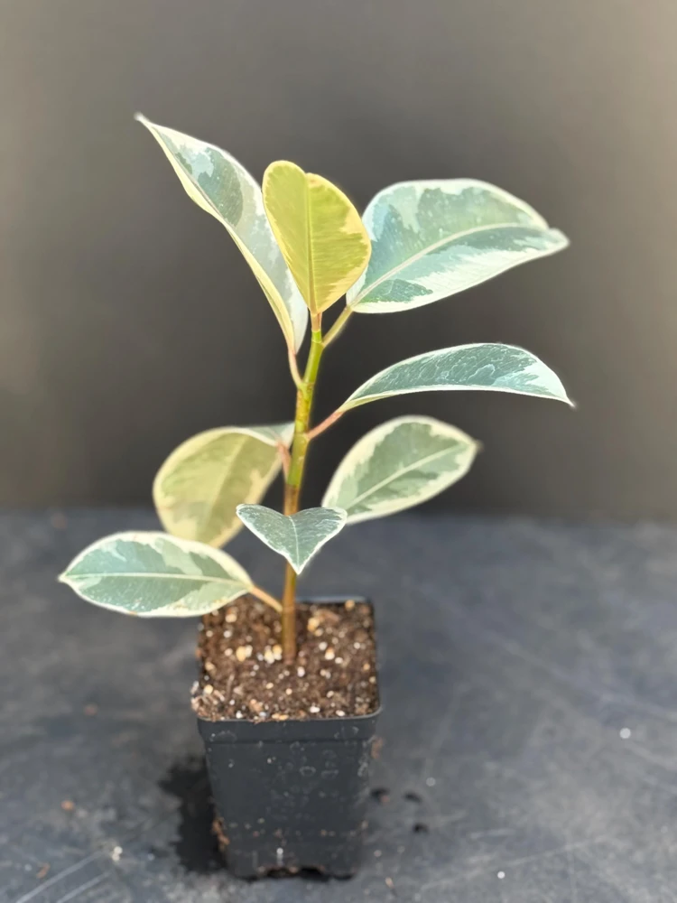 Tineke Rubber Tree Live Plant, Variegated Ficus Elastica 'Tineke', Indoor Houseplant - Image 2