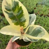 Tineke Rubber Tree Live Plant, Variegated Ficus Elastica 'Tineke', Indoor Houseplant - Image 1