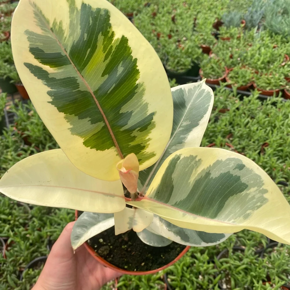 Tineke Rubber Tree Live Plant, Variegated Ficus Elastica 'Tineke', Indoor Houseplant - Image 1