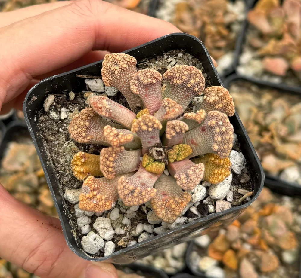 Titanopsis calcarea Live Plant - Concrete Leaf Jewel Succulent in 2 inch Pot - Image 2