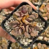 Titanopsis calcarea Live Plant - Concrete Leaf Jewel Succulent in 2 inch Pot - Image 1