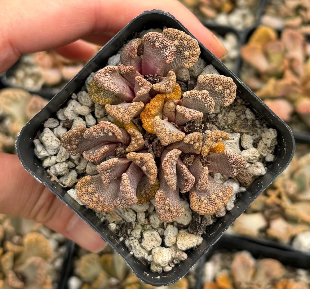 Titanopsis calcarea Live Plant - Concrete Leaf Jewel Succulent in 2 inch Pot - Image 1