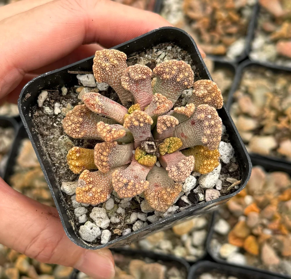 Titanopsis calcarea Live Plant - Concrete Leaf Jewel Succulent in 2 inch Pot - Image 3
