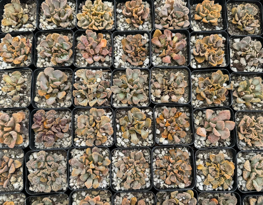 Titanopsis calcarea Live Plant - Concrete Leaf Jewel Succulent in 2 inch Pot - Image 4