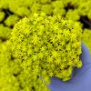 Tokyo Sun Stonecrop Live Plant - Sedum japonicum Japanese Succulent, Yellow, 2-4 inch - Image 1