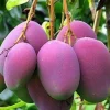 Tommy Atkins Mango Tree - Live Plant, Grafted, 3 Gallon Pot - Cannot ship to CA - Image 1