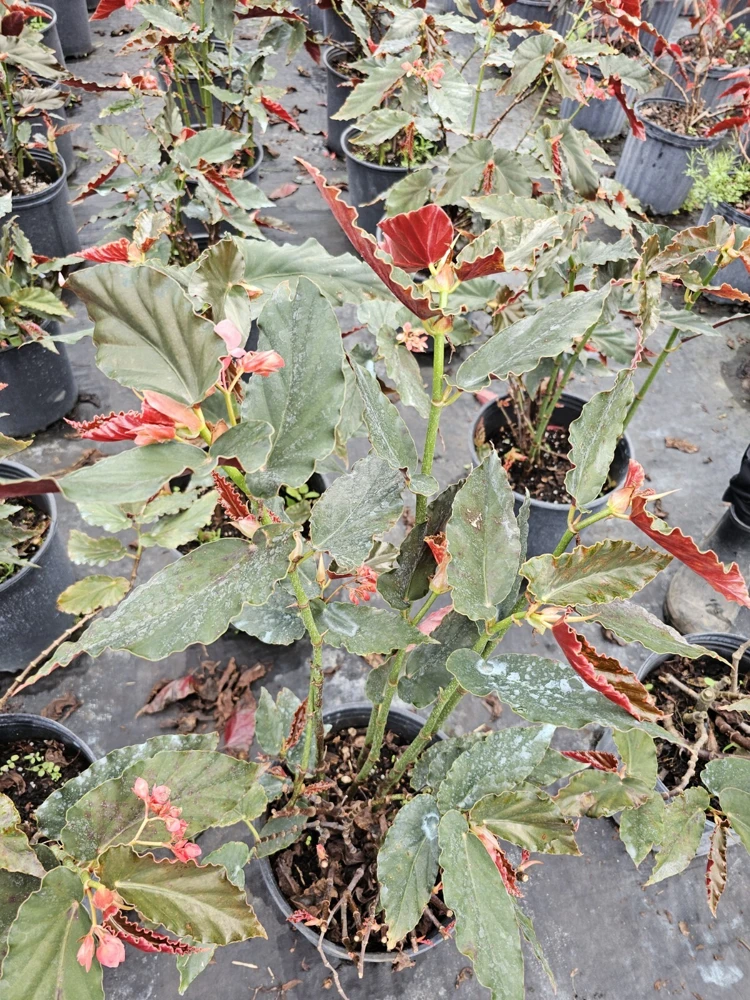 Torch Pink Angel Wing Begonia Live Plant, 10-12" Tall, Potted in 4" Pot, Indoor/Outdoor - Image 3