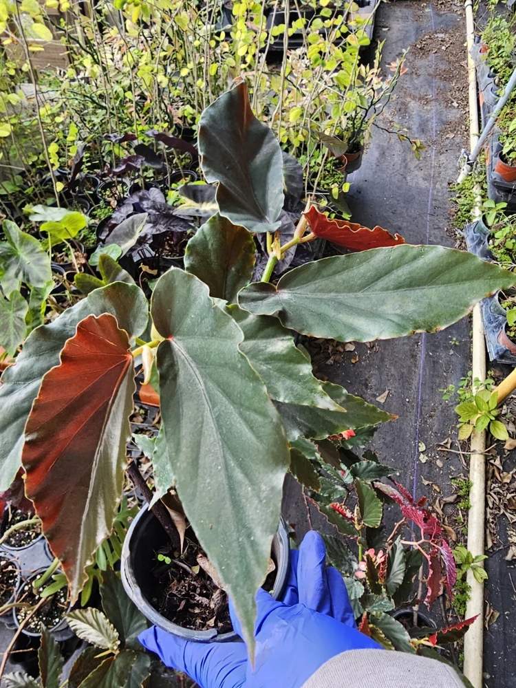 Torch Pink Angel Wing Begonia Live Plant, 10-12" Tall, Potted in 4" Pot, Indoor/Outdoor - Image 4
