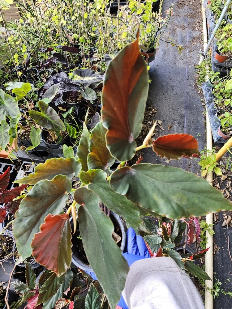 Torch Pink Angel Wing Begonia Live Plant, 10-12" Tall, Potted in 4" Pot, Indoor/Outdoor - Image 5
