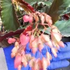Torch Pink Angel Wing Begonia Live Plant, 10-12" Tall, Potted in 4" Pot, Indoor/Outdoor - Image 1