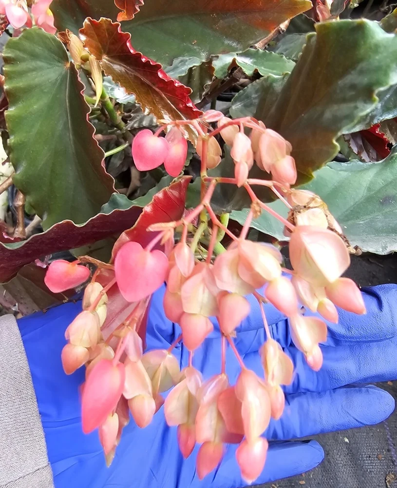 Torch Pink Angel Wing Begonia Live Plant, 10-12" Tall, Potted in 4" Pot, Indoor/Outdoor - Image 1