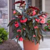 Torch Red Angel Wing Begonia Live Plant – 7-12" Tall – Potted Houseplant – Indoor/Outdoor - Image 1