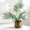 Tortum Philodendron Live Plant - 4-8 Inch Tall Houseplant for Indoor Growing - Image 1