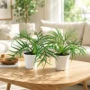 Tortum Philodendron Live Plant Set (2) - 4-8 Inch Tall - Indoor Houseplant - Image 1