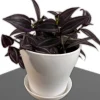Tradescantia Dark Desire Live Plant – Wandering Jew with Burgundy Foliage – 2.5x4 inch Pot – Indoor/Outdoor - Image 1