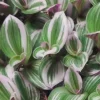 Tradescantia Nanouk Live Plant - 4 inch Tall Potted Houseplant - Pink & Green Variegated Foliage - Image 1