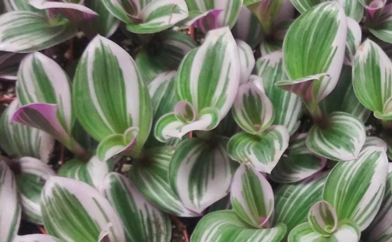 Tradescantia Nanouk Live Plant - 4" Pot - Pink & Green Foliage Houseplant - Image 1