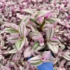 Tradescantia Nanouk Live Plant – Pink Wandering Jew Houseplant – Indoor - Image 1