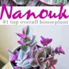 Tradescantia Nanouk Plant Cuttings - Pink & Green Variegated Foliage, Unrooted - Image 1