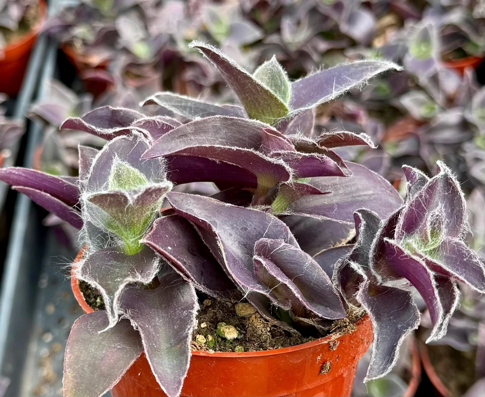 Tradescantia Pale Puma Live Plant - Fuzzy Purple, 4 inch Pot, Indoor Houseplant - Image 2