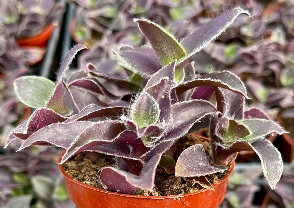 Tradescantia Pale Puma Live Plant - Fuzzy Purple, 4 inch Pot, Indoor Houseplant - Image 3