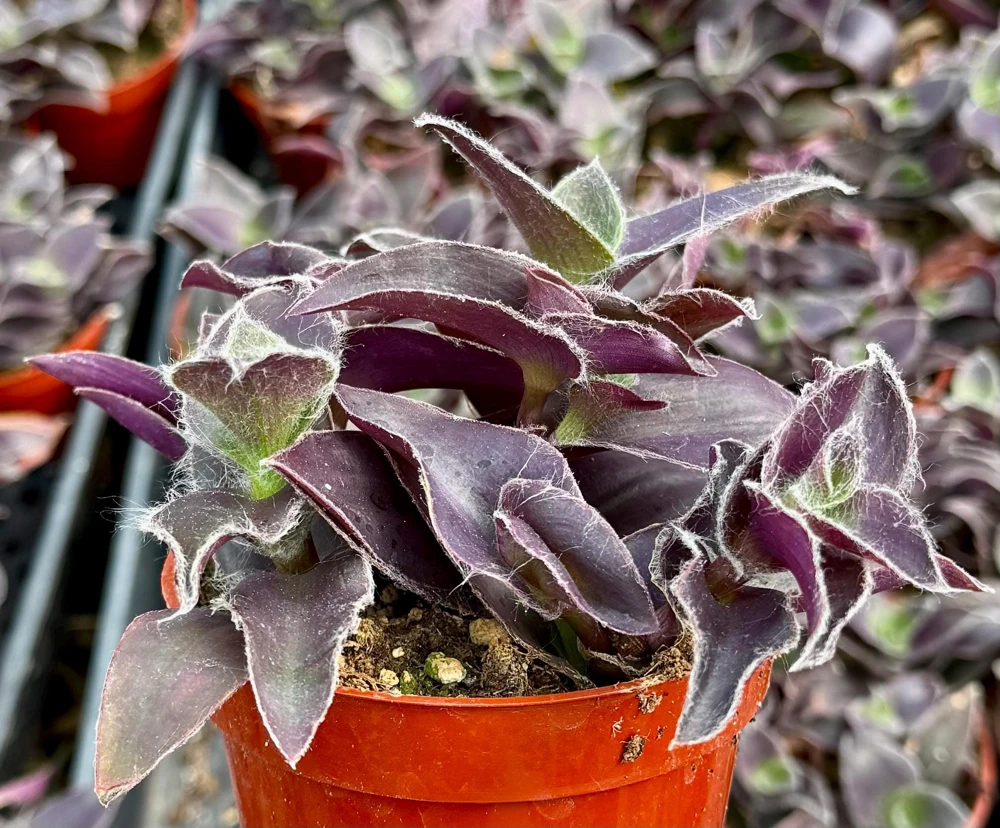 Tradescantia Pale Puma Live Plant - Fuzzy Purple, 4 inch Pot, Indoor Houseplant - Image 4
