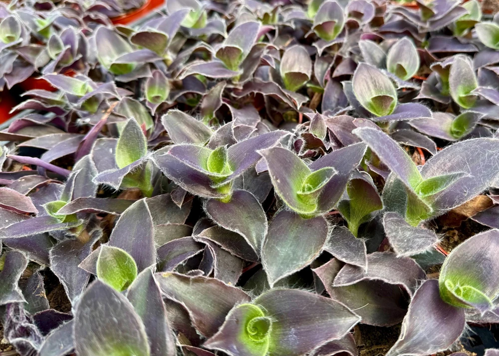Tradescantia Pale Puma Live Plant - Fuzzy Purple, 4 inch Pot, Indoor Houseplant - Image 5