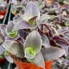 Tradescantia Pale Puma Live Plant - Fuzzy Purple, 4 inch Pot, Indoor Houseplant - Image 1