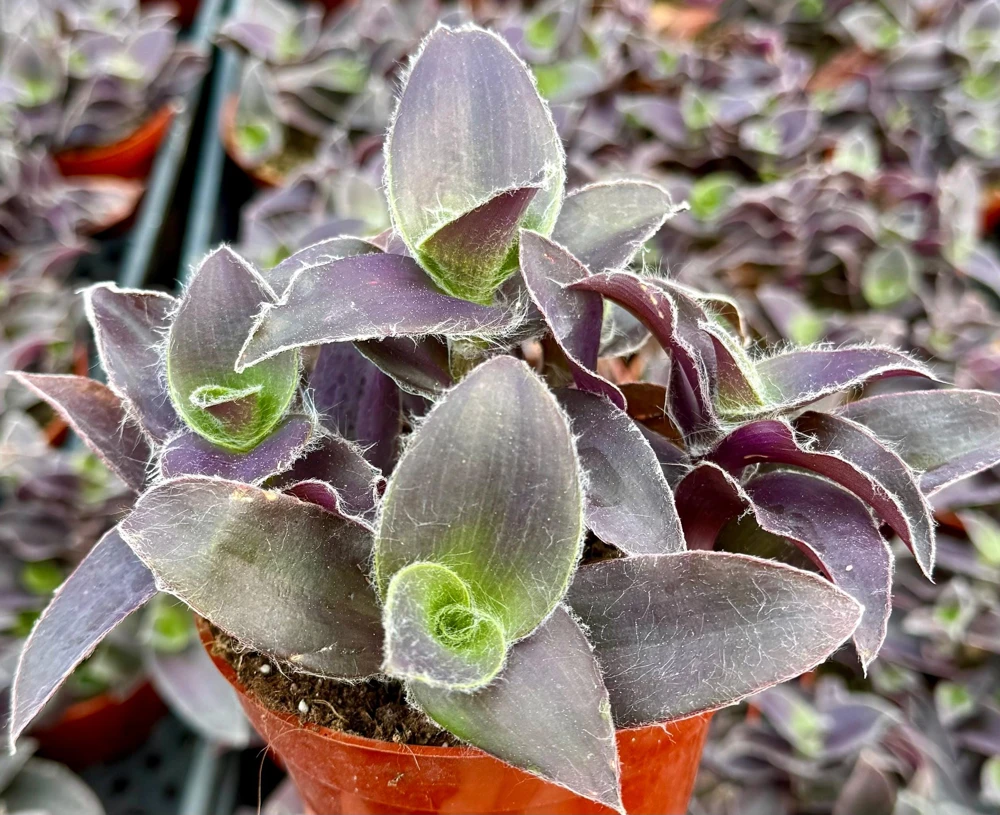 Tradescantia Pale Puma Live Plant - Fuzzy Purple, 4 inch Pot, Indoor Houseplant - Image 1