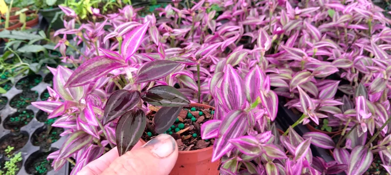 Tradescantia Pink Paradise Live Plant, 2.25 inch Pot, 2-Pack, Indoor Trailing - Image 2