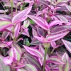 Tradescantia Pink Paradise Live Plant, 2.25 inch Pot, 2-Pack, Indoor Trailing - Image 1