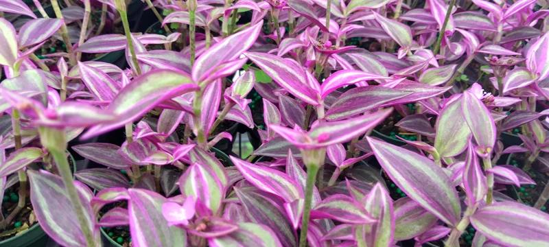 Tradescantia Pink Paradise Live Plant, 2.25 inch Pot, 2-Pack, Indoor Trailing - Image 1
