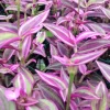 Tradescantia Pink Paradise Live Plant - 3.25 inch Pot - Indoor Trailing Houseplant - Image 1