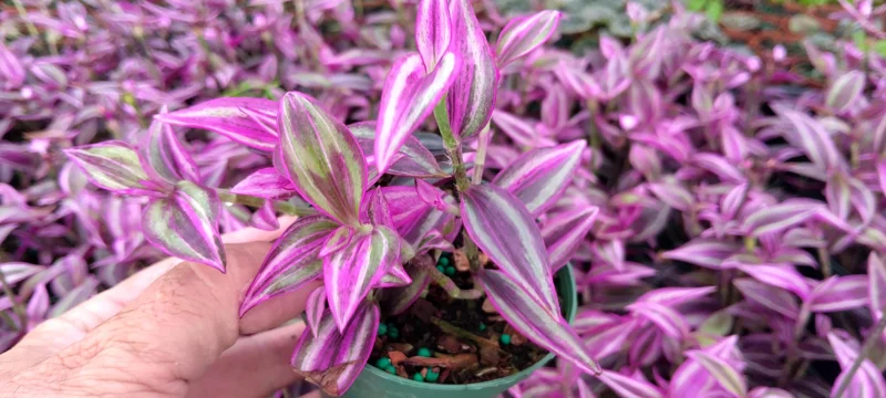 Tradescantia Pink Paradise Live Plant - 3.25 inch Pot - Indoor Trailing Houseplant - Image 2