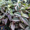 Tradescantia Tri Quad Color Live Plant - 3.25 inch Pot, Indoor Houseplant - Image 1