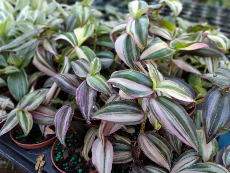 Tradescantia Tri Quad Color Live Plant - 3.25 inch Pot, Indoor Houseplant - Image 1